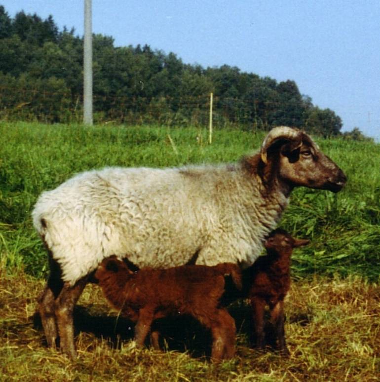 Heidschnucken-Mischling mit ihren Zwillingen