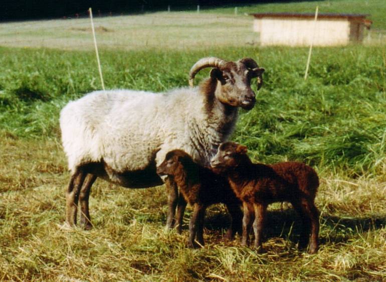 Stupsi mit ihren Kindern Antonja und Pnktchen