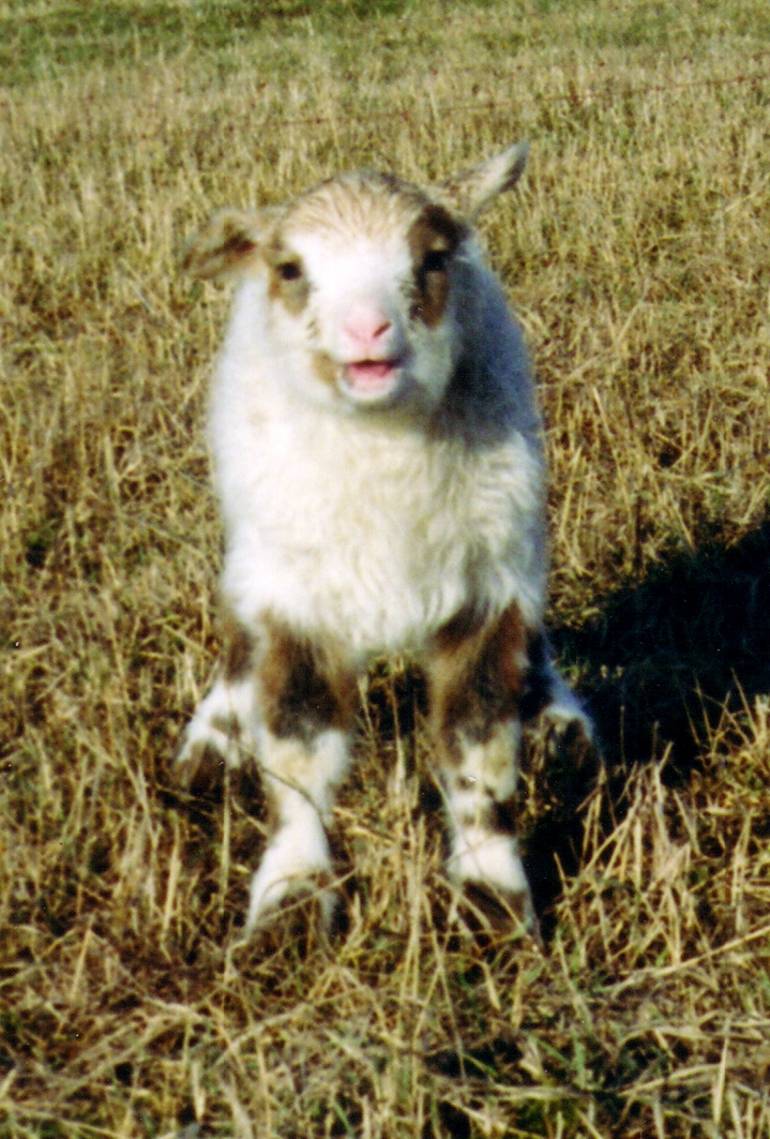 Schreiendes Mischlingslamm