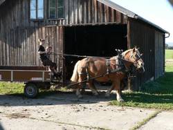 Begleiten Sie uns, wenn wir Mist verlagern, von der Glleplatte zum zuknftigen Gemseacker.  Also: Vorfahren