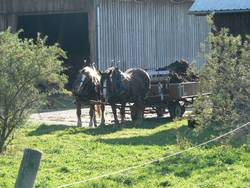 Aufladen (warum sehen die Pferde da so mde aus, wir Menschen bzw der Traktor) haben doch die Arbeit gemacht?