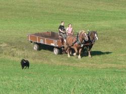 ein kurzes Stck oberhalb des Feldweges weil er von den Traktoren so ausgefahren war