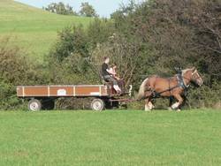 das hat fr die Pferde immer motivierend gewirkt