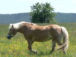 Haflingerstute Nessie hat noch nicht die richtige Stelle gefunden.