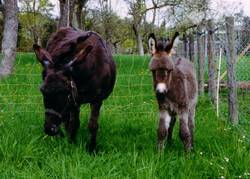 erster Weidegang unseres Eselfohlens