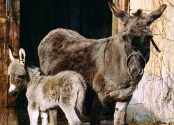 unser erstes Eselfohlen