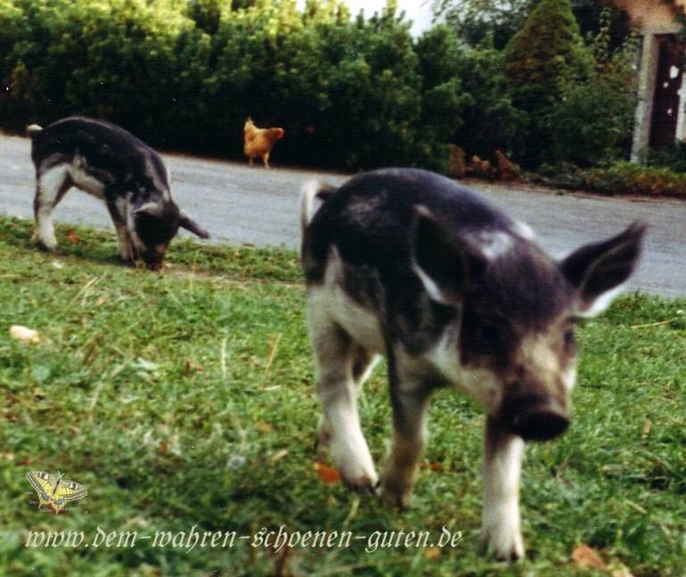 Mangalitza-Ferkel im Hof