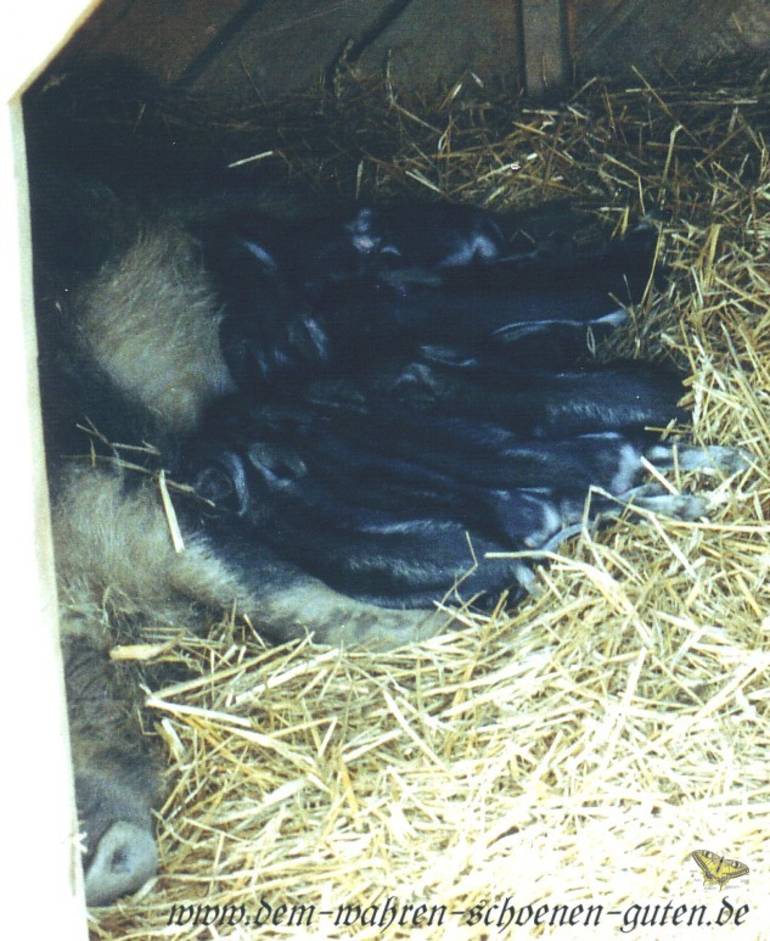 Beim Sugen in der Htte