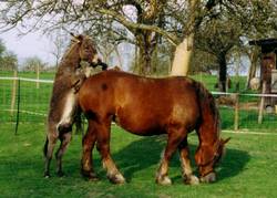 "klein aber oho" trifft "wohl gerundet und gemtlich"