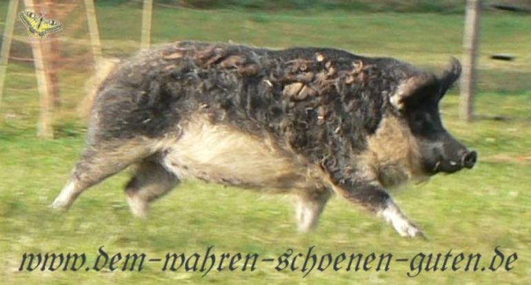 Wollschweinsau im Schweinsgalopp