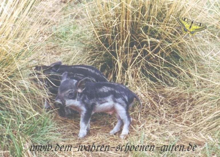 Zwei Ferkel im hohen Gras auf ihrer Koppel