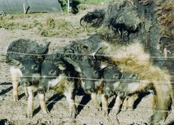 Hier entgegen wartet der Wollschwein Papa mit seinen Shnen auf die Mahlzeit.