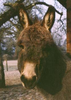 Starportrait unseres Eselhengst Balthasar