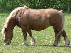 Bretonenstute Bastille beim Fressen.