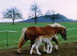 Stute mit Fohlen - noch unzertrennlich