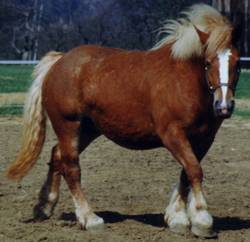 Stute Bastille wenige Tage nach der Geburt von ihrem Fohlen Firmus