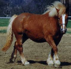 Kaltblutstute Bastille wenige Tage nach der Geburt von ihrem Fohlen Firmus