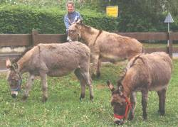unsere drei Esel bei einer Veranstaltung in Hummeltal