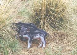 An diesem Bild kann man gut sehen, wie klein die Wollschweinferkel sind.