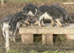 Bei unseren Ferkeln war immer ein hoher Andrang wenn es ans Essen ging.