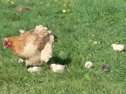 Diese Gluck zeigt ihren wenige Tage alten Kken die groe Welt.