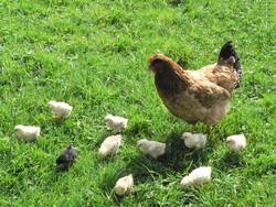 Auch diese Glucke macht das, wobei ihre Kinder schon lter sind.