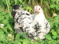 Das Kken ist schon etwas grer, man kann sogar schon erkennen, dass es ein Hahn wird.