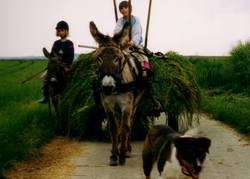 da ist sie ja, unsere Eselstute