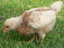 Dieser Teenager sucht gierig nach seinem Futter, womit es sich fast den ganzen Tag beschftigt.