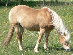 Dieses mal frit unser Haflinger schon.