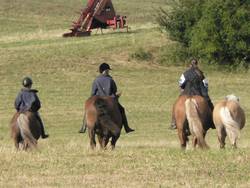 Alle vier Pferde von uns beim Ausreiten, wenn eines mal keinen Reiter hat, wird es eben als Handpferd mitgenommen.