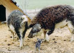 Dieses kleinen Wollschweinferkel denkt sich wohl, wie lange es noch braucht bis es so gro wie seine Eltern ist.