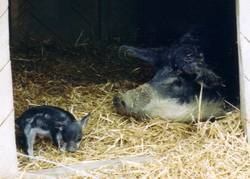 Hier sieht man gut den Unterschied der Gre, den der Rssel von der Muttersau ist genauso gro wie das ganze Ferkel.