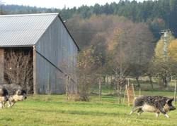Wollschweine knnen noch wirklich schnell rennen, da ist nicht einmal einer von uns mitgekommen, wobei wir alle nicht gerade die langsamsten sind.