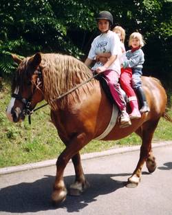 Kaltblutstute Taquine als Omnibus