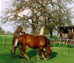 Eselhengst trifft Kaltblutstute