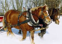 zwei Bretonen im Schnee