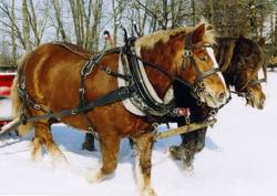 In Schnee und Wind laufen unsere Bretonen-Stuten am liebsten, obwohl sie ihn aus ihrer Heimat in der milden Luft des Golfstromes nicht kennen drften.