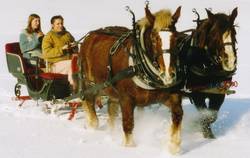 Unsere Bretonische Kaltblutstuten (Trait Breton) vor dem Schlitten