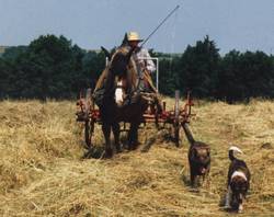 Unsere Kaltblutstute Taquine beim umweltschonenden Heuwenden, mit unseren zwei ehemaligen Hunden