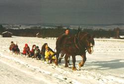 Sanfte Riesen ziehen auch kleine Gefhrten