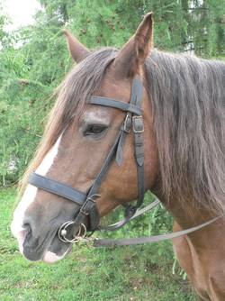 Kopf unserer Bretonenstute Taquine.