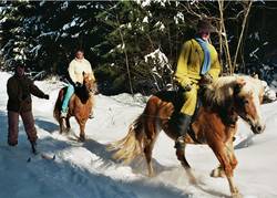 Skijring mit Haflinger Nessie und Sternchen als Begleitung.
